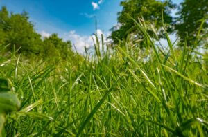 Comissões discutem multas ambientais aplicadas a produtores de Minas Gerais