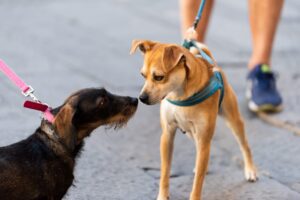 Comissão aprova registro de animais atendidos com recursos federais