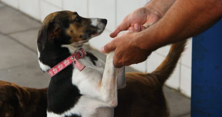 Comissão aprova circulação de animais em condomínios