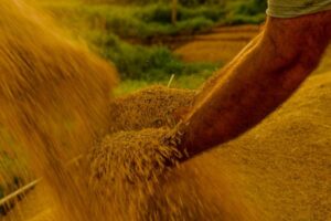 Medida provisória abre crédito orçamentário para aumento de estoques de alimentos por causa do El Niño