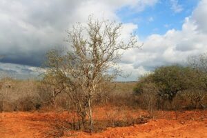 Lei anula criação da Floresta Nacional de Cristópolis, na Bahia