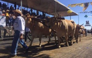 Lei cria o Dia Nacional do Carreiro de Boi