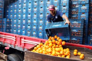 Projeto prioriza armazenagem de hortifrutis em programas federais de infraestrutura