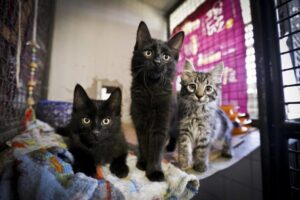 Projeto prevê incentivos para produção e venda de medicamentos genéricos veterinários