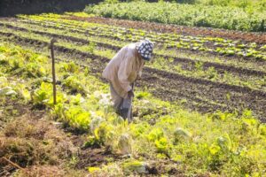 Medida provisória destina R$ 64,3 milhões para segurança alimentar e direitos dos povos indígenas