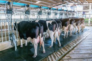 Projeto de lei cria programa de valorização da pecuária leiteira