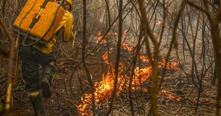 Projeto cria figura do “boi bombeiro” na prevenção de incêndios no Pantanal
