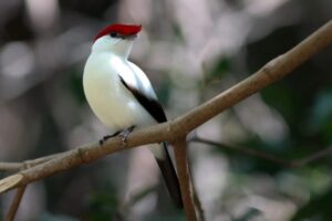 Projeto proíbe exportação de animais silvestres nativos do Brasil