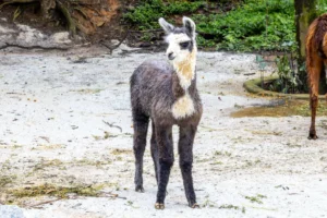 Filhote de anta nasce em SP e pode ser visto pelos visitantes