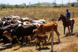 Projeto vincula crédito rural à rastreabilidade bovina na Amazônia