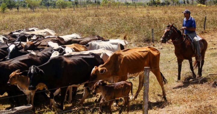 Projeto vincula crédito rural à rastreabilidade bovina na Amazônia