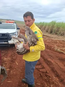 Fundação Florestal resgata filhote de anta no oeste paulista