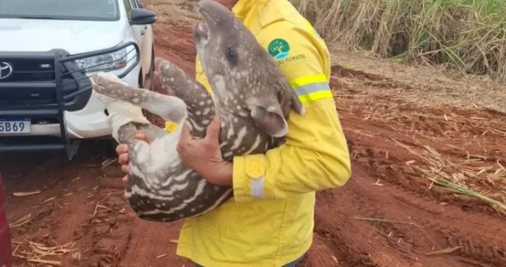 Fundação Florestal resgata filhote de anta no oeste paulista