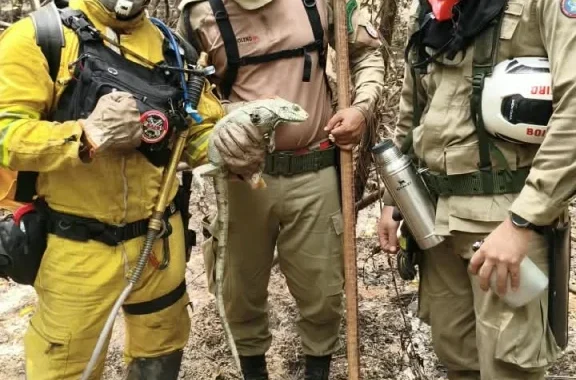 Em áreas atingidas pelo fogo no Amazonas, bombeiros de SP enfrentam acesso difícil para combater incêndios