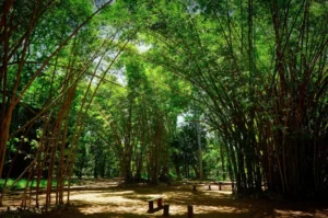 Concurso da Fundação Florestal com quase 11 mil inscritos avança para nova etapa