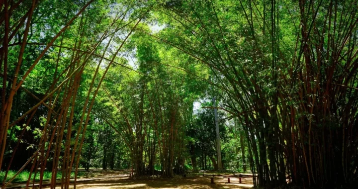 Concurso da Fundação Florestal com quase 11 mil inscritos avança para nova etapa